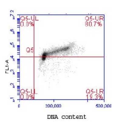 Flow Cytometry: MCM2 [p Ser41] Antibody [NB100-2569] - Flow cytometric analysis of phospho-MCM2 (pS40/41). Jurkat cells were fixed in 1.5% PFA, and permeabilized in 90% MeOH. 1 X 10e6 cells were stained with 0.1 mcg/ml anti-phospho- MCM2 (pS40/41) in a 150 mcl volume. DNA content was simultaneously analyzed via PI stain